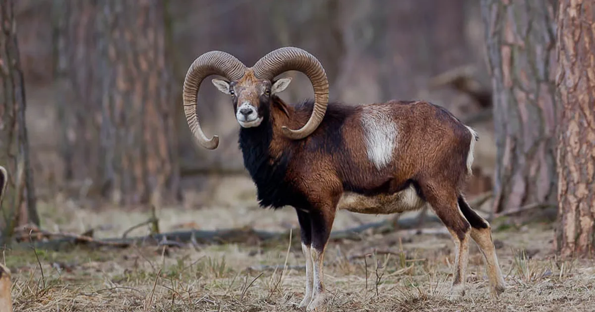 Wildlife fotoworkshop na Záhorí – muflón v obore