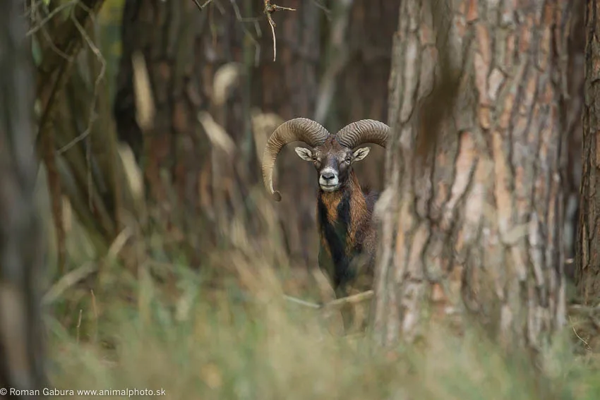 Muflón zachytený počas wildlife fotografovania v lese